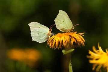Motyl cytrynek na żółtycj kwiatach smotrawy w lesie, sezon letni tło. 