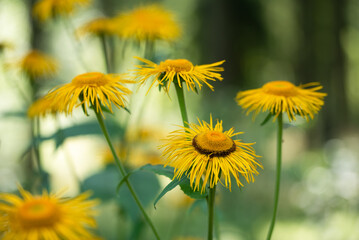 Żółte kwiaty smotrawy w lesie, tło dzikiej natury sezon letni. 