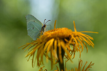 Motyl cytrynek na żółtycj kwiatach smotrawy w lesie, sezon letni tło. 