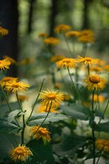 Żółte kwiaty smotrawy w lesie, tło dzikiej natury sezon letni.  © Elżbieta Kaps