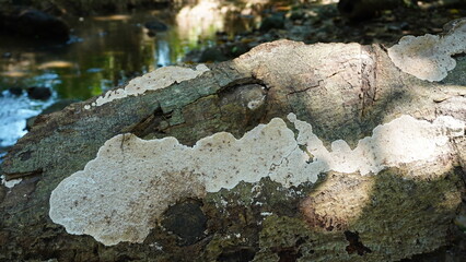 White crust fungus, Phanerochaete, grows on a dead tree trunk near water.