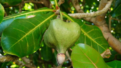 Barringtonia asiatica Fruit on Tree