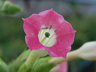 macro photo of a flower from a tobacco tree