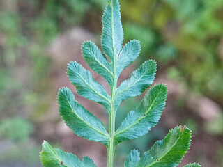 macro photo of a deep green fern leaf