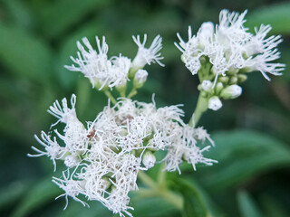 white flowers of a green plant