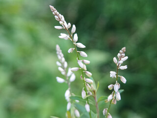 white wild flowers