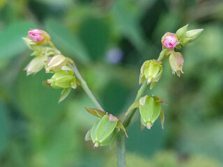 macro photo of green flowers on two stems