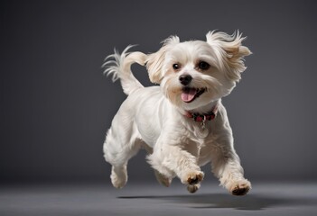 maltese dog isolated on grey neutral studio background, adorable fluffy bichon, lovely pet, white doggy domestic friend 2