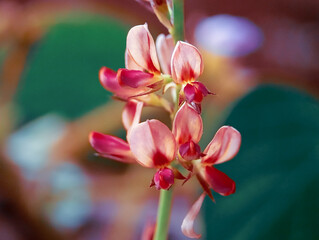 close-up view of delicate pink and maroon flowers budding along a slender green stem, set against a blurred brown backdrop.