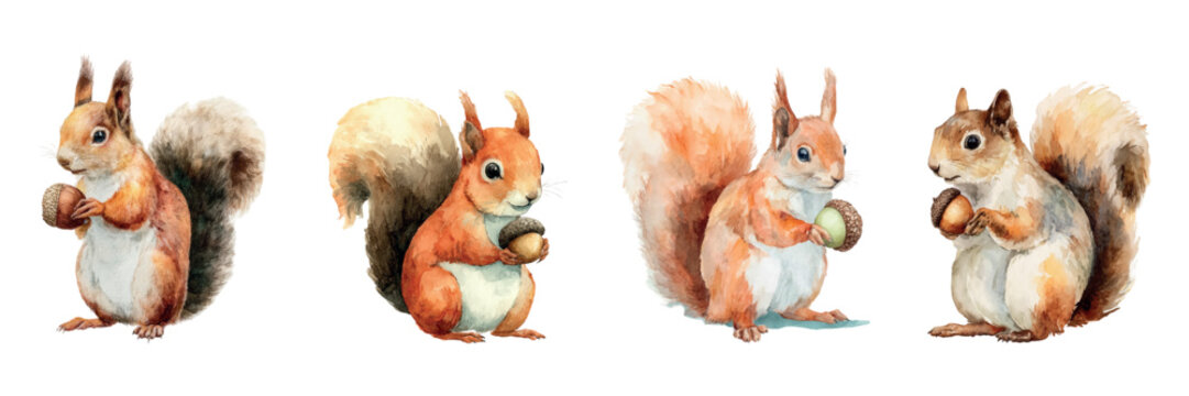 Set of watercolor squirrels. Cute watercolor squirrels with fluffy tails holding a nut in their paws. Watercolor forest inhabitants. Cute watercolor animals. Vector illustration.