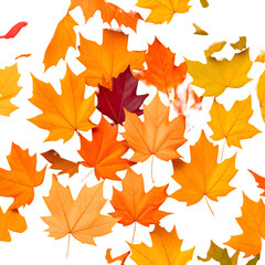 Obraz premium Vibrant Autumn Maple Leaves Falling on White Background