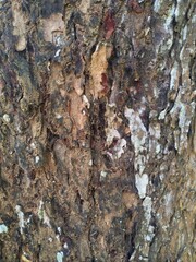 one of the tree barks that can be seen up close with a close-up of the rough and textured tree bark...