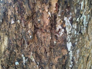 one of the tree barks that can be seen up close with a close-up of the rough and textured tree bark showing deep cracks, showing a mixture of brown, gray, and white colors.
