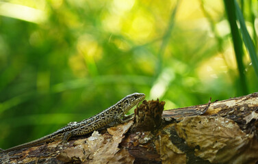 Viviparous lizard close up on fallen trunk in green forest