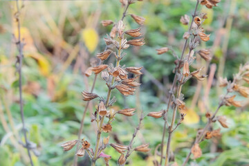 Aromatic sage growing outdoors. Sage seeds grow in vegetable garden in autumn. Dry Salvia grows in autumn.