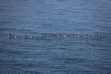 Landscape view of a group of wild duck with blue lake water sky in the background, photo was taken from Toronto. The photo was taken in East York on 30 June 2025 