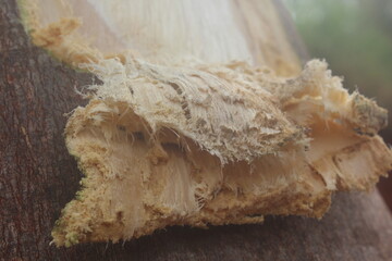 Freshly Exposed Tree Trunk Surface