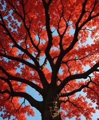 red maple tree