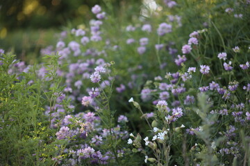 Landscape view of wild flower with green leafy background, photo was taken from East York, Toronto. The photo was taken in East York on 30 June 2025 