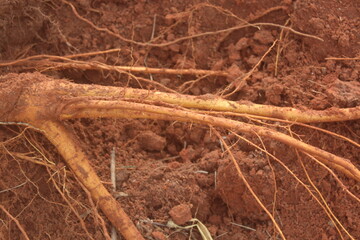 Close-up of Tree Roots After Excavation