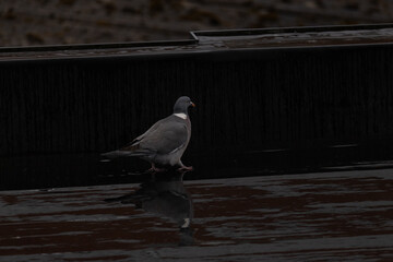 A lone pigeon walks across a wet rooftop, its reflection visible in the dim light.