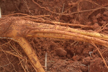Close-up of Tree Roots After Excavation