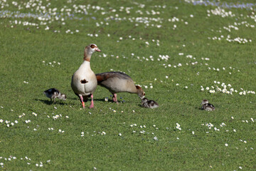Egyptian geese with goslings on a green field, scattered with white flowers under the sun.