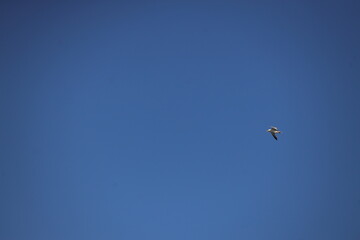 Landscape view of wild seabird with blue sky in the background, photo was taken from East York, Toronto. The photo was taken in East York on 30 June 2025 