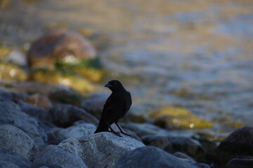 Landscape view of a black wild bird on a rock near water, the photo was taken from East York, Toronto. The photo was taken in East York on 30 June 2025 