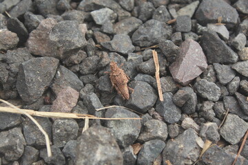 Spined grasshopper hidden on rocks