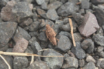 Spined grasshopper hidden on rocks