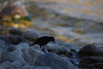 Landscape view of a black wild bird on a rock near water, the photo was taken from East York, Toronto. The photo was taken in East York on 30 June 2025 