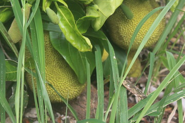 Fresh young jackfruits hanging on the tree amid greenery
