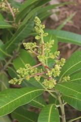 Mango blossoms unfold among lush green leaves