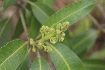 Mango blossoms unfold among lush green leaves