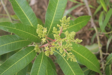 Mango blossoms unfold among lush green leaves green leaves on a branch