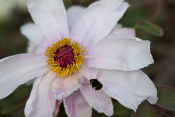 A bumblebee approaches a blooming white peony with a vibrant yellow center in a garden setting.