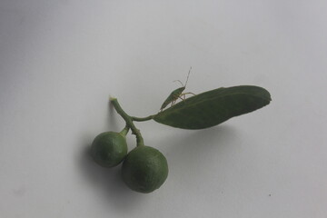 Young Orange Fruits with a Stink Bug on the Leaf
