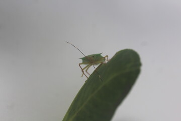 Young Orange Fruits with a Stink Bug on the Leaf