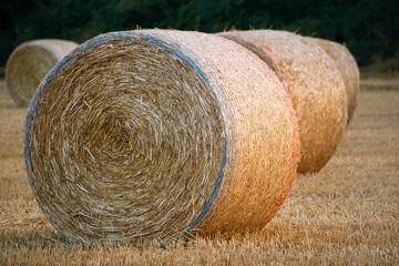 Field of hay bales, agriculture, country life
