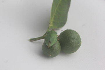 Young Orange Fruits with a Stink Bug on the Leaf
