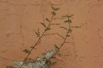 Plants on the Old Stone Wall