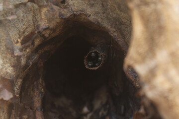 Obraz premium Nest of stingless bees (Meliponini) in a tree hollow