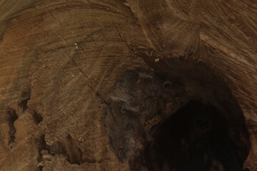 old tree trunk Meliponini, tree hollow