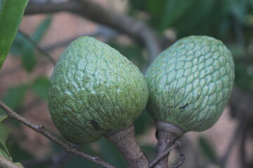 Side by Side: Two Green Fruits