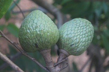Two Fruits on a Tropical Tree