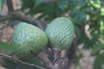 Green Fruits on a Tropical Tree, Two Green Fruits on a Tropical Tree