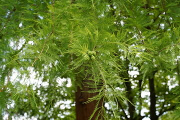 Teilaufnahme einer Echten Sumpfzypresse (Taxodium distichum) mit jungen Zapfen im Sommer