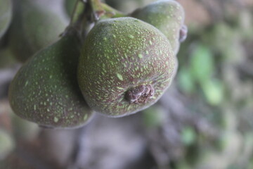 Close-up of a Fig