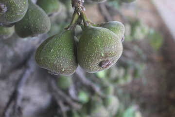 Close-up of a Fig